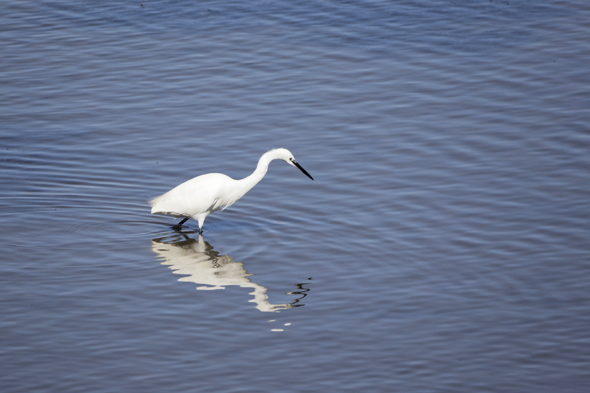 5-aigrette-garzette_53066806952_o