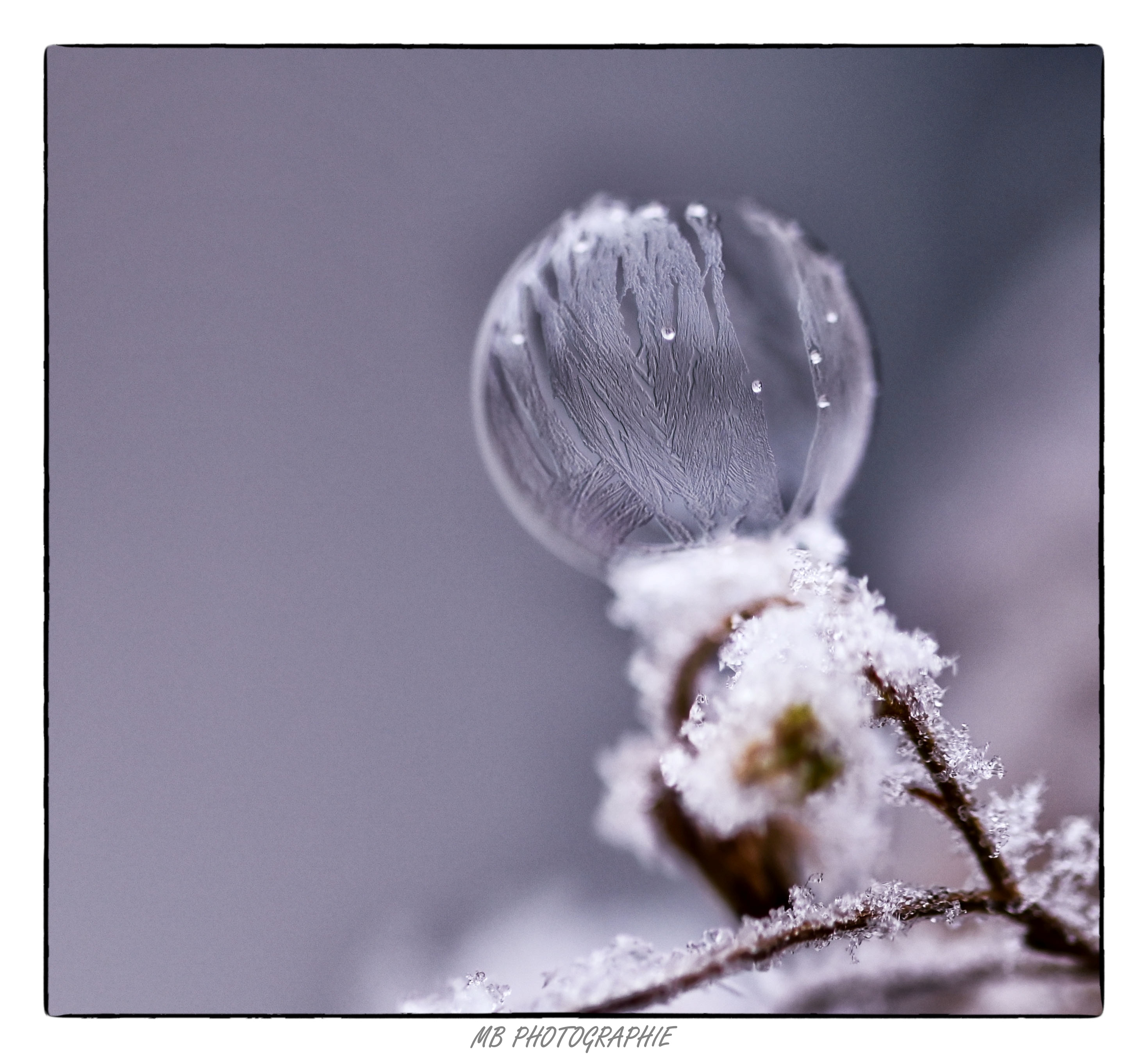bulles-givres-3_53067762585_o