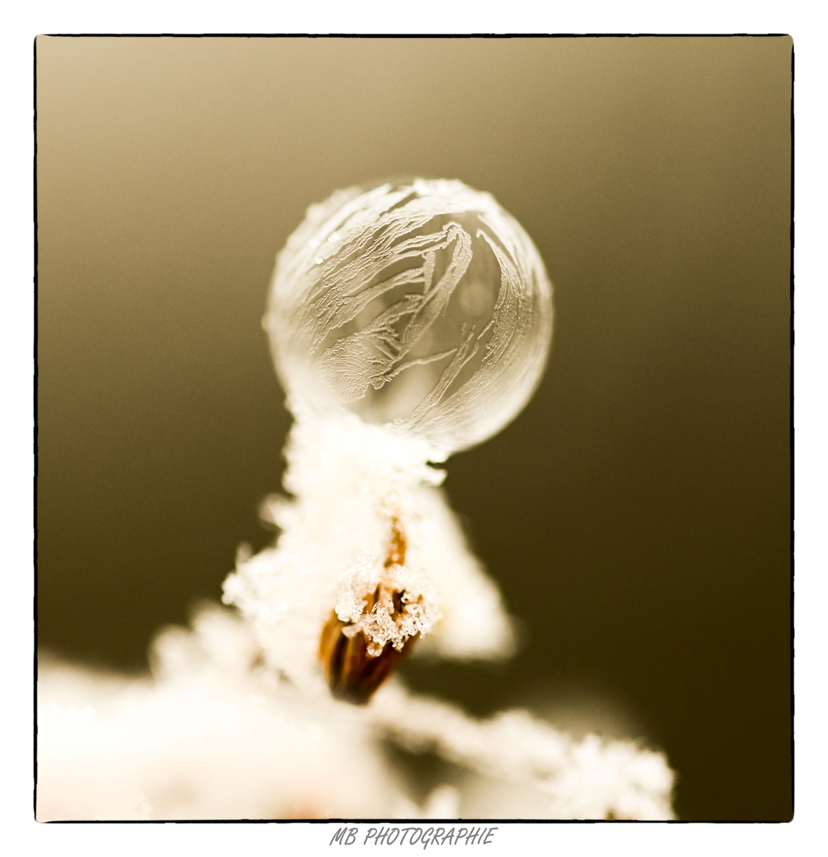 bulles-givres-4_53066783552_o