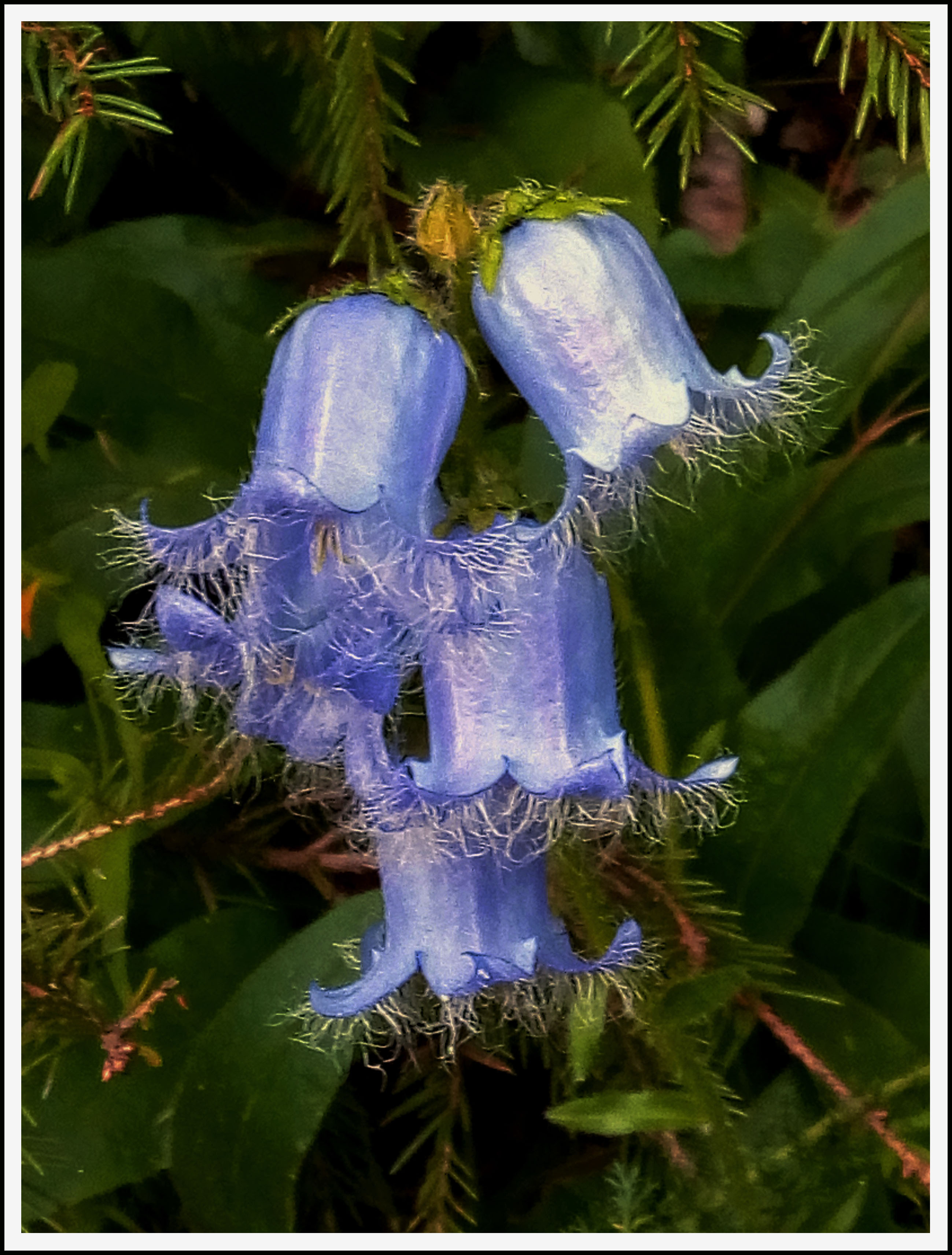 campanule-barbue_53067808470_o