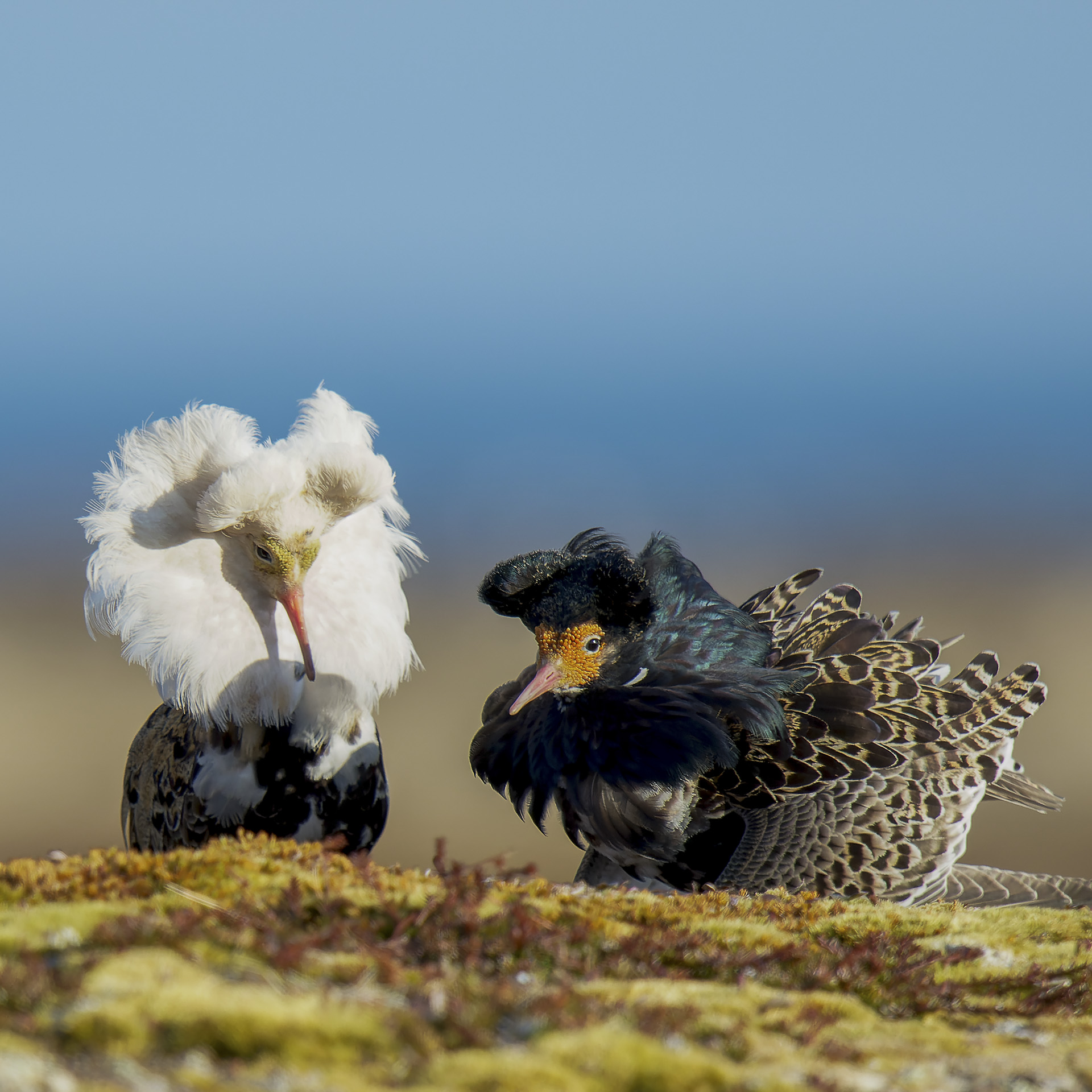 combattant-vari-carr_53067500511_o