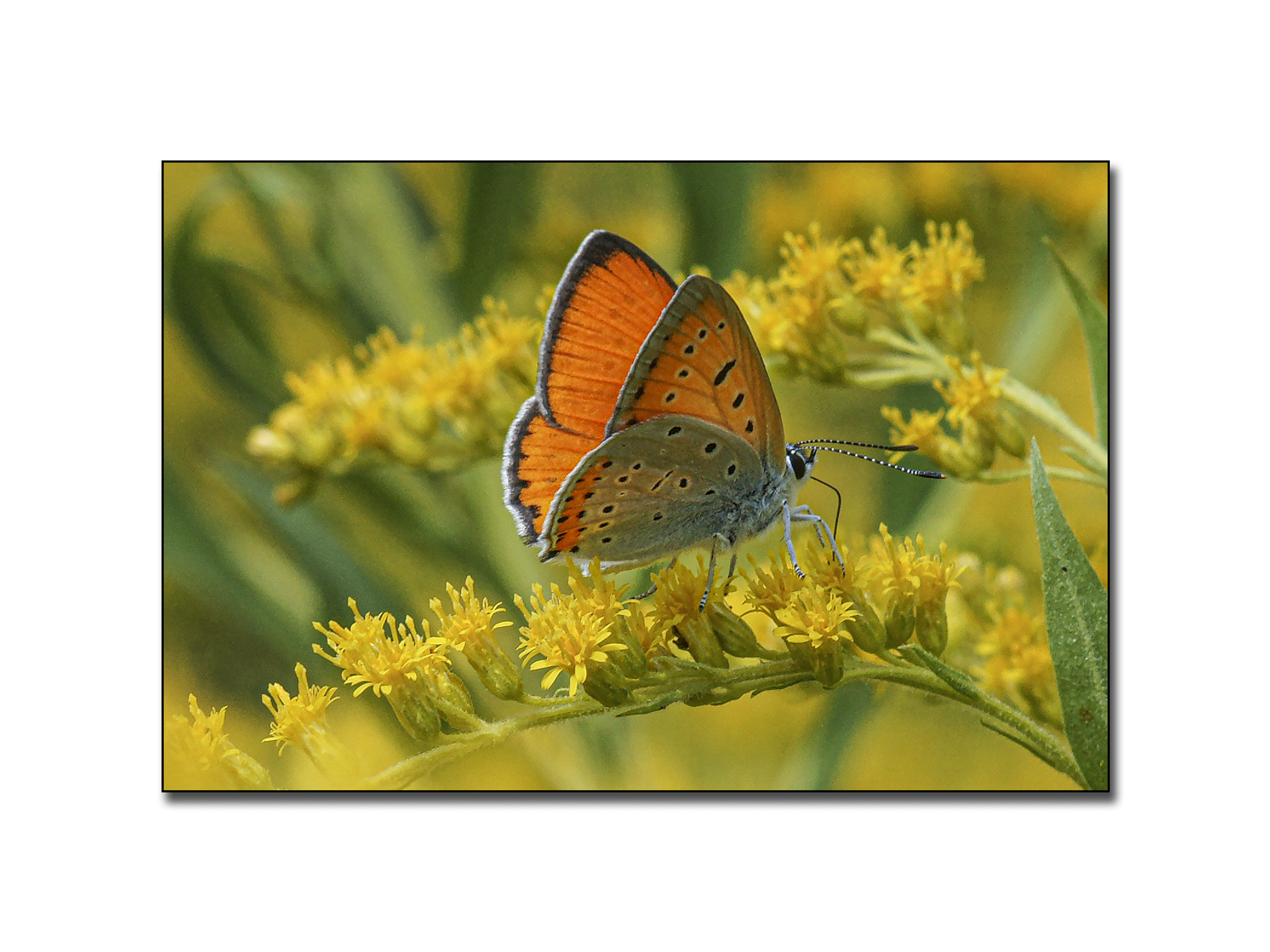 dans-mon-jardin-1_53067606474_o