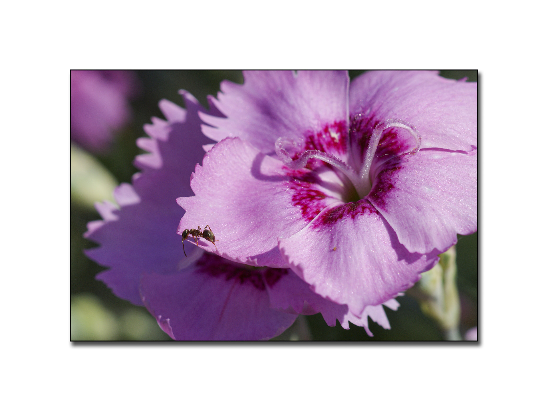 dans-mon-jardin-2_53066828927_o