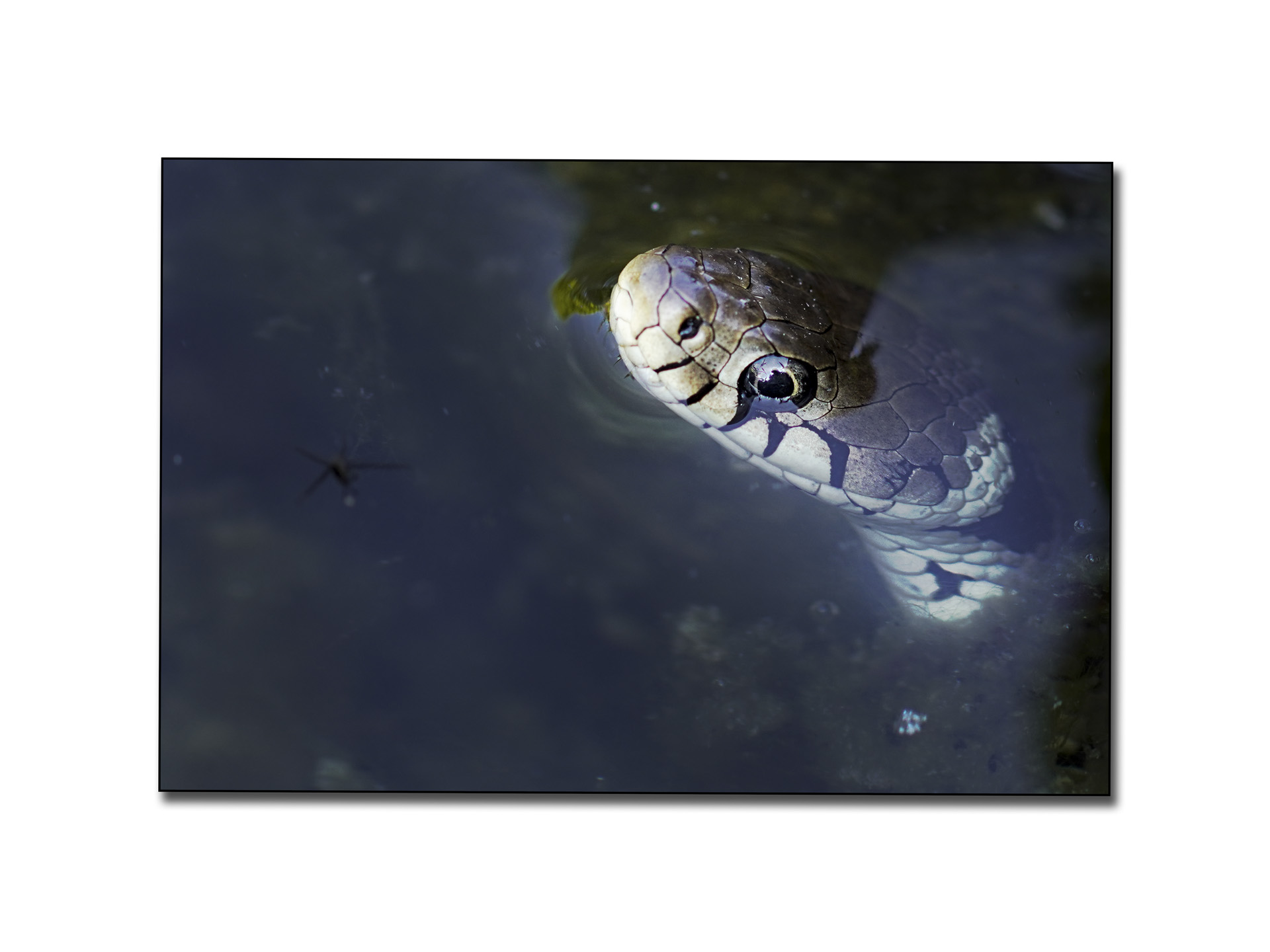 dans-mon-jardin-3_53067806950_o