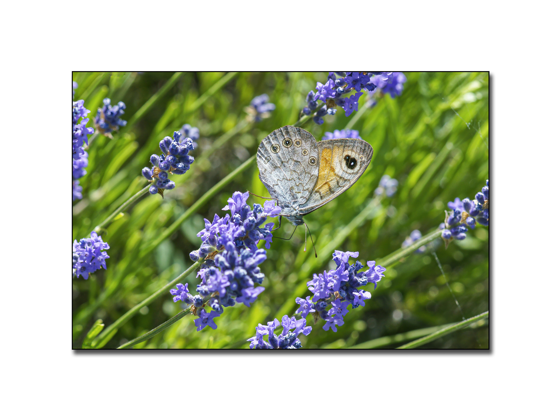 dans-mon-jardin-5_53067416916_o