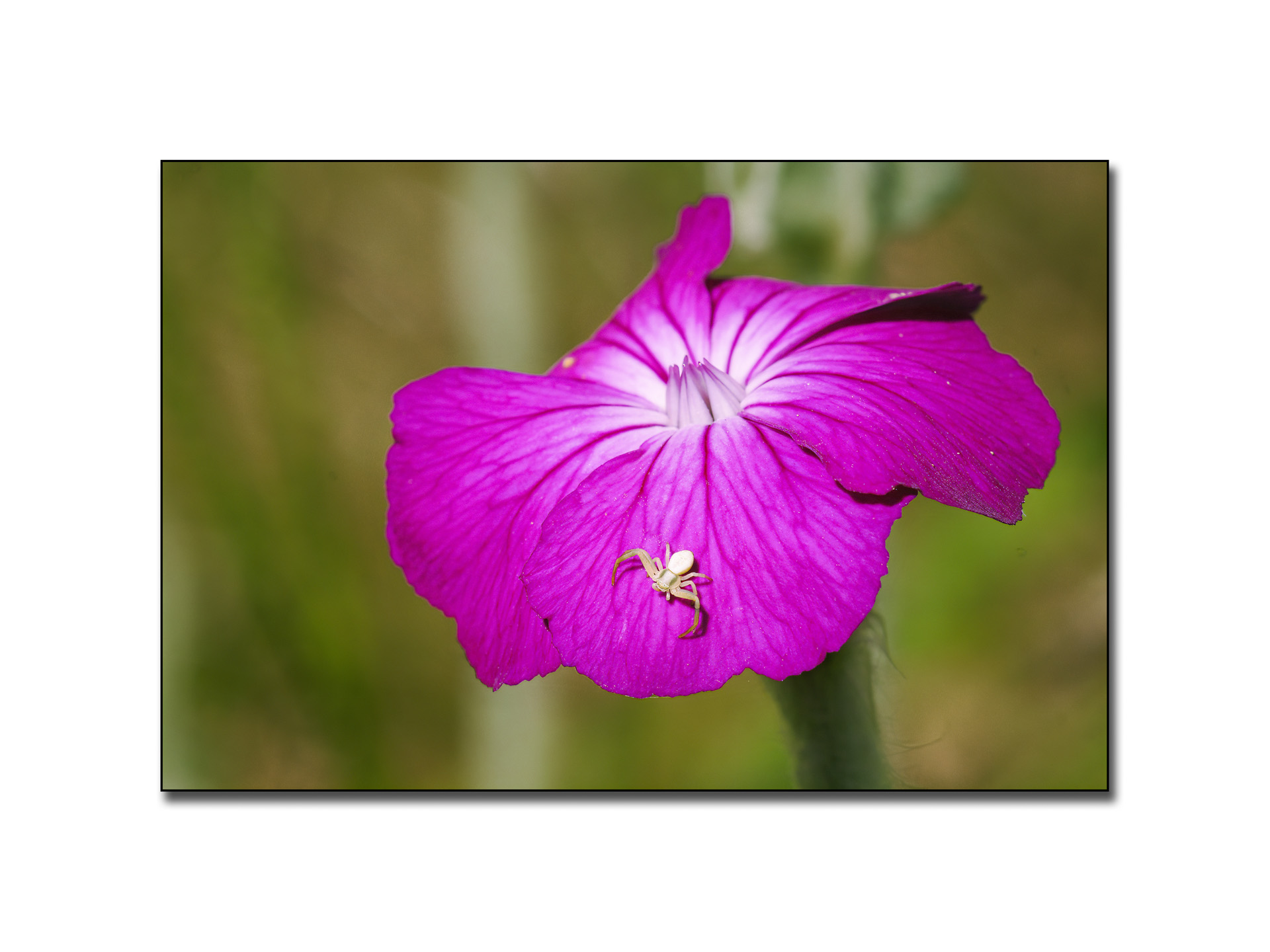 dans-mon-jardin-6_53067417061_o