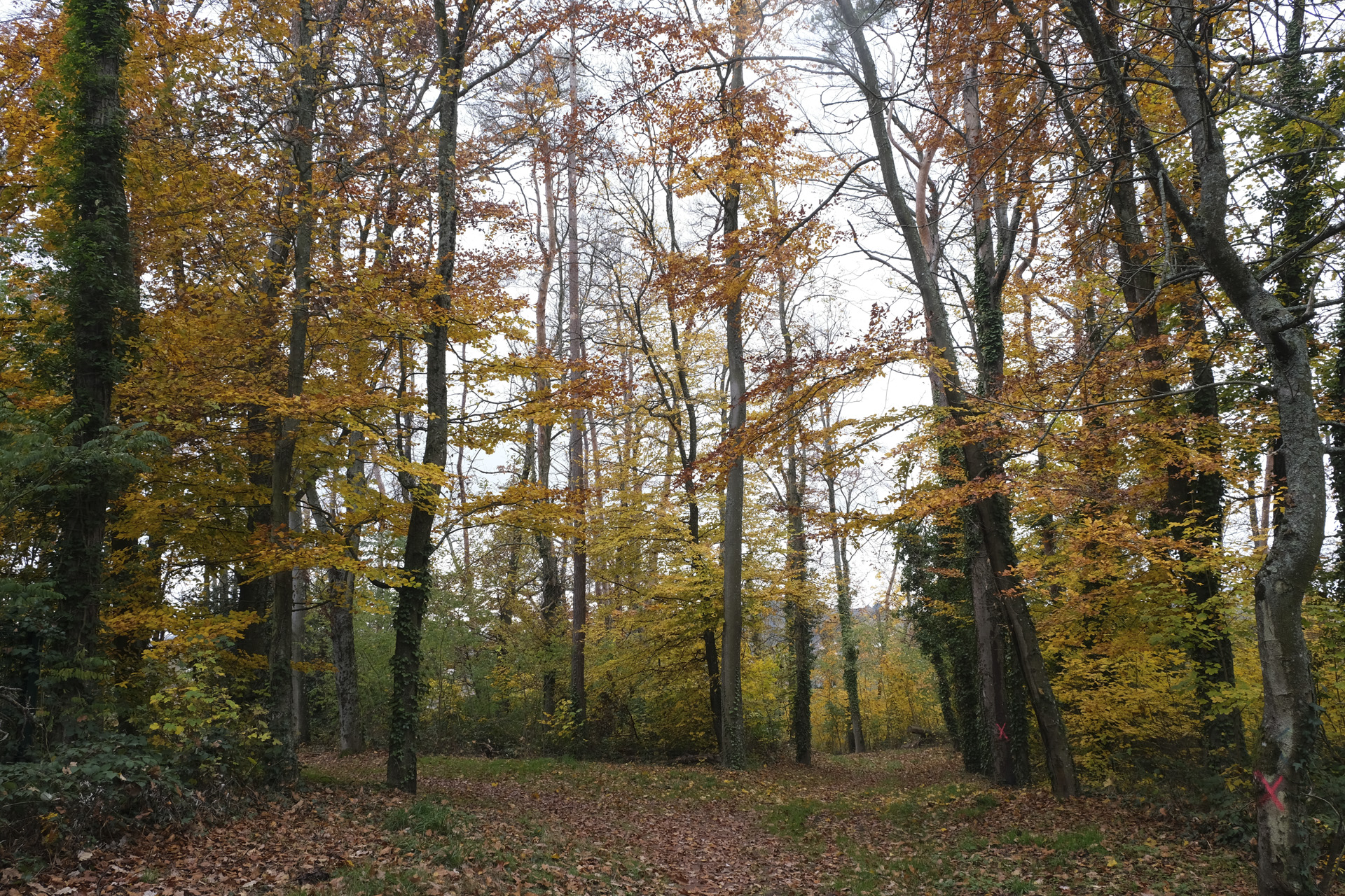 dscf0506_53067560459_o