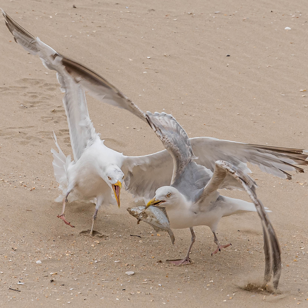 festin_53067677729_o