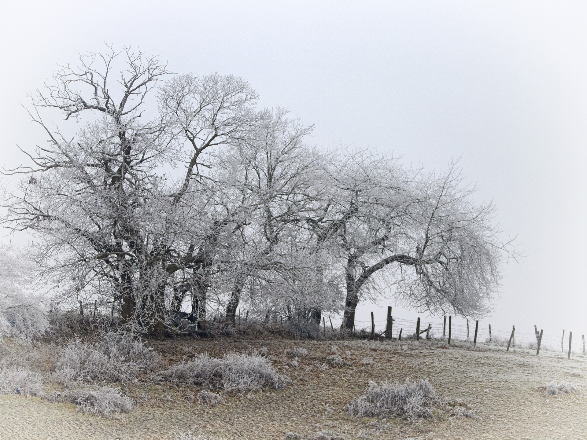 img_5971-copie_53067370736_o