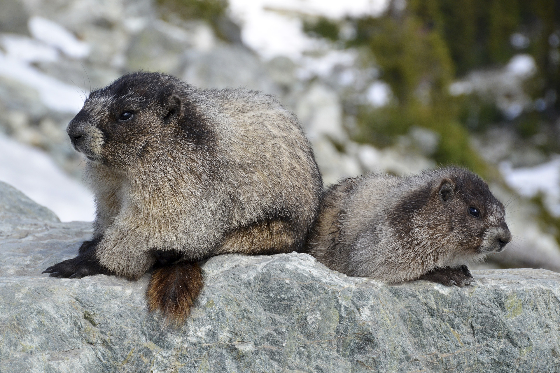 marmottes-au-repos-dsc_1066-b-ag_53067753745_o