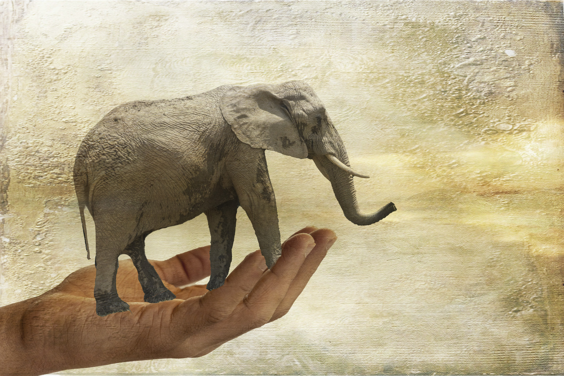 montage-1_53067881060_o