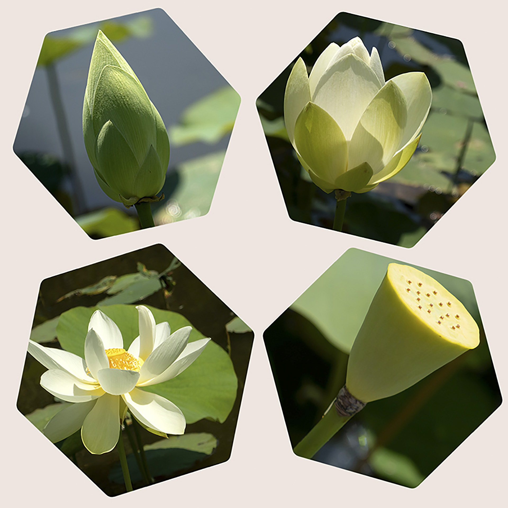 new-phototastic-collage-nnuphar_53067683159_o