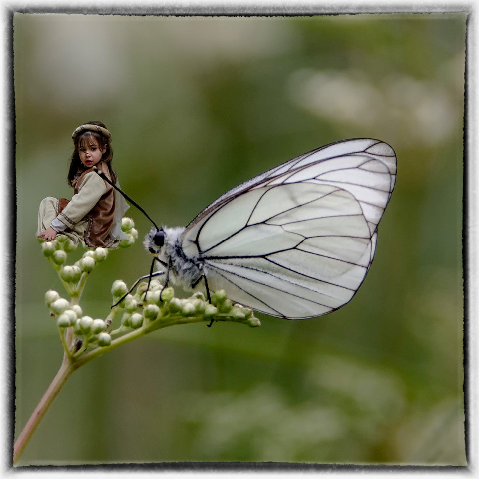 papillon_53067688544_o