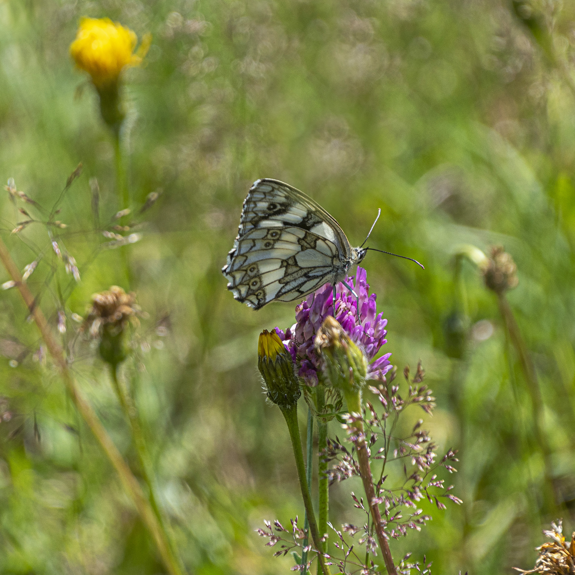 papillon-1--copie_53067556959_o