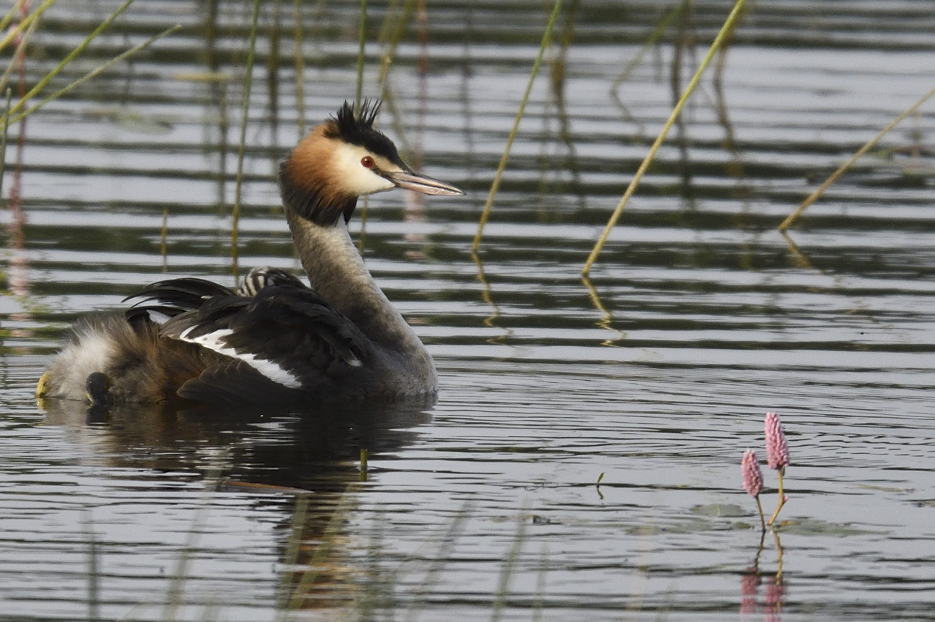 promenade_53066791182_o