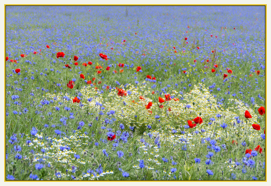 champ de coquelicots jpg4