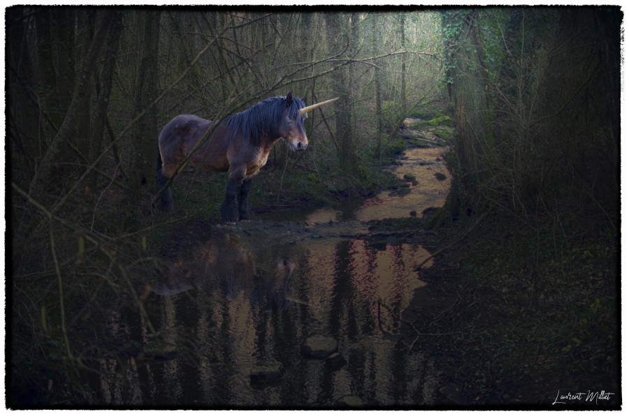 Rencontre au fond d'un bois_1
