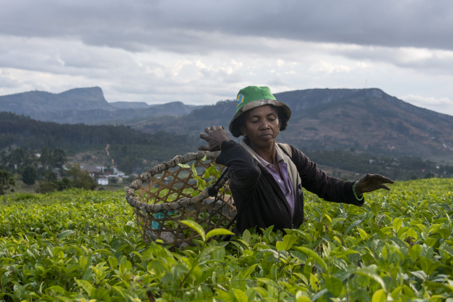 Gilbert - cueillette du thé
