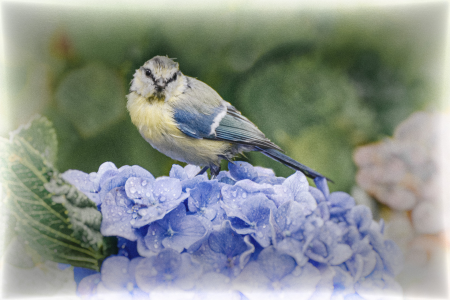 4 M. Beaufils - Mésange bleue 