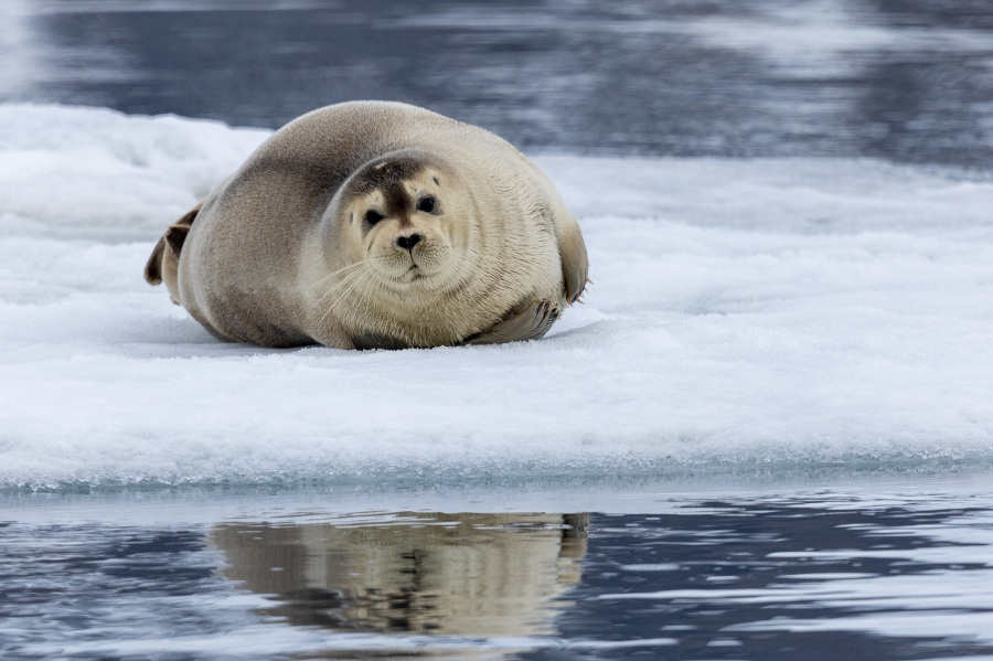 Sieste sur mon glaçon