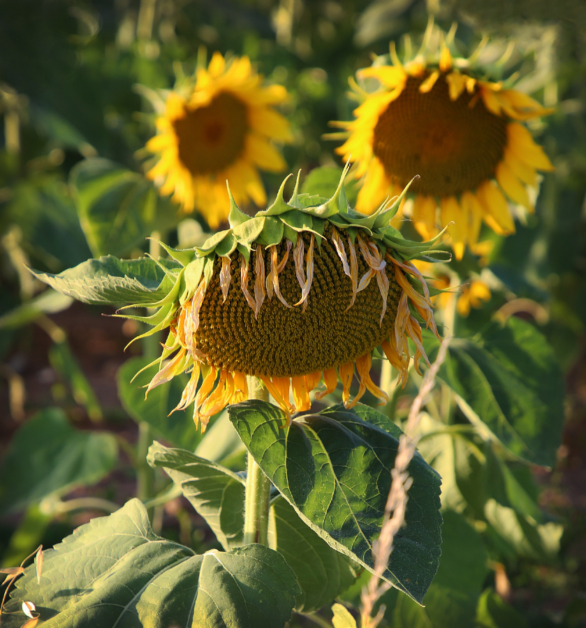 Sunflower Smile