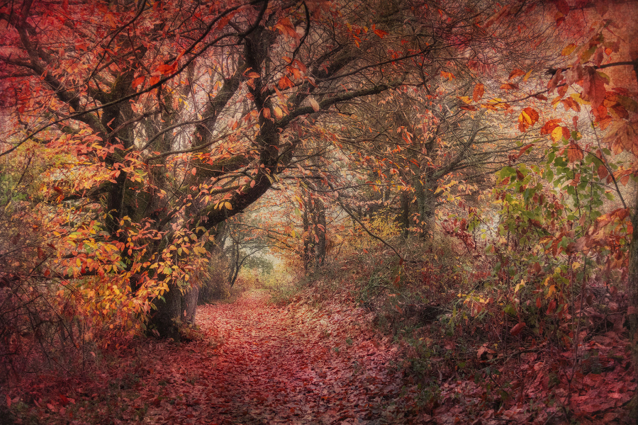 MBeaufils - Silence des bois 