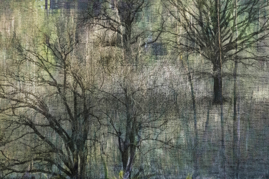 _DSC4317 4517  X (1)