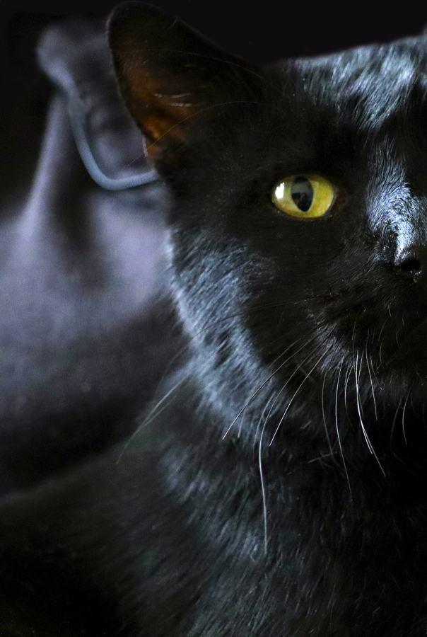 Je vous observe! ?_1