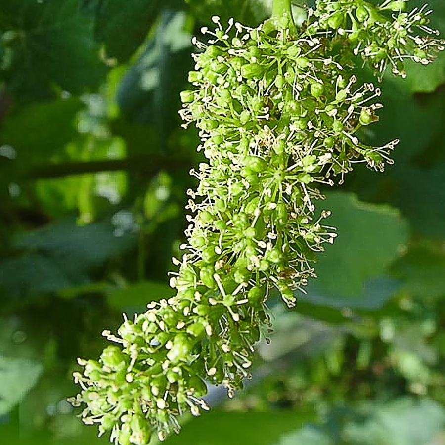 01 inflorescence