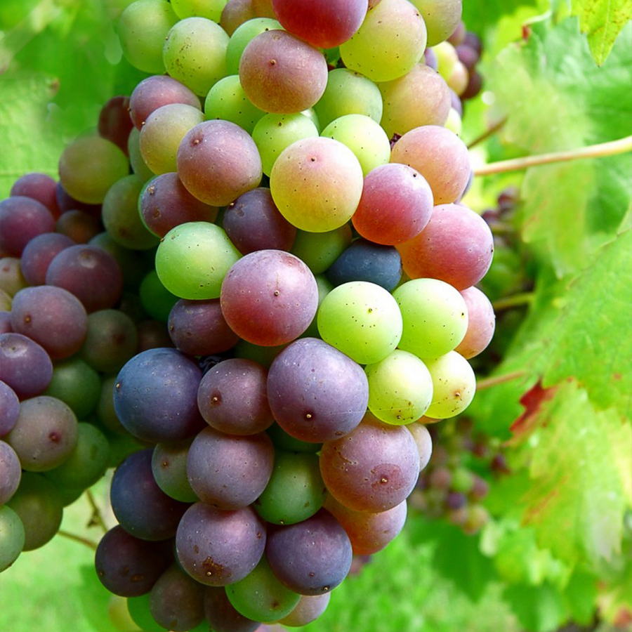 04 veraison