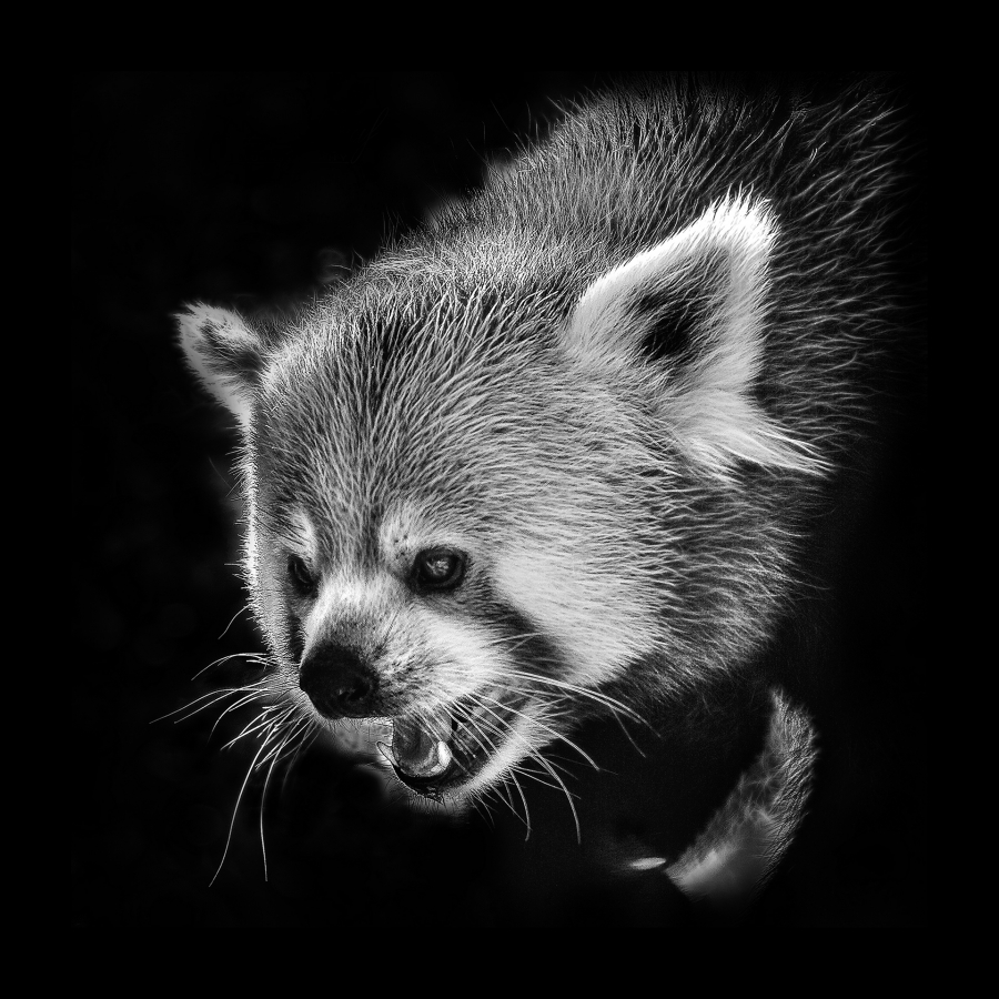 B_Lamboeuf_Bestiaire4