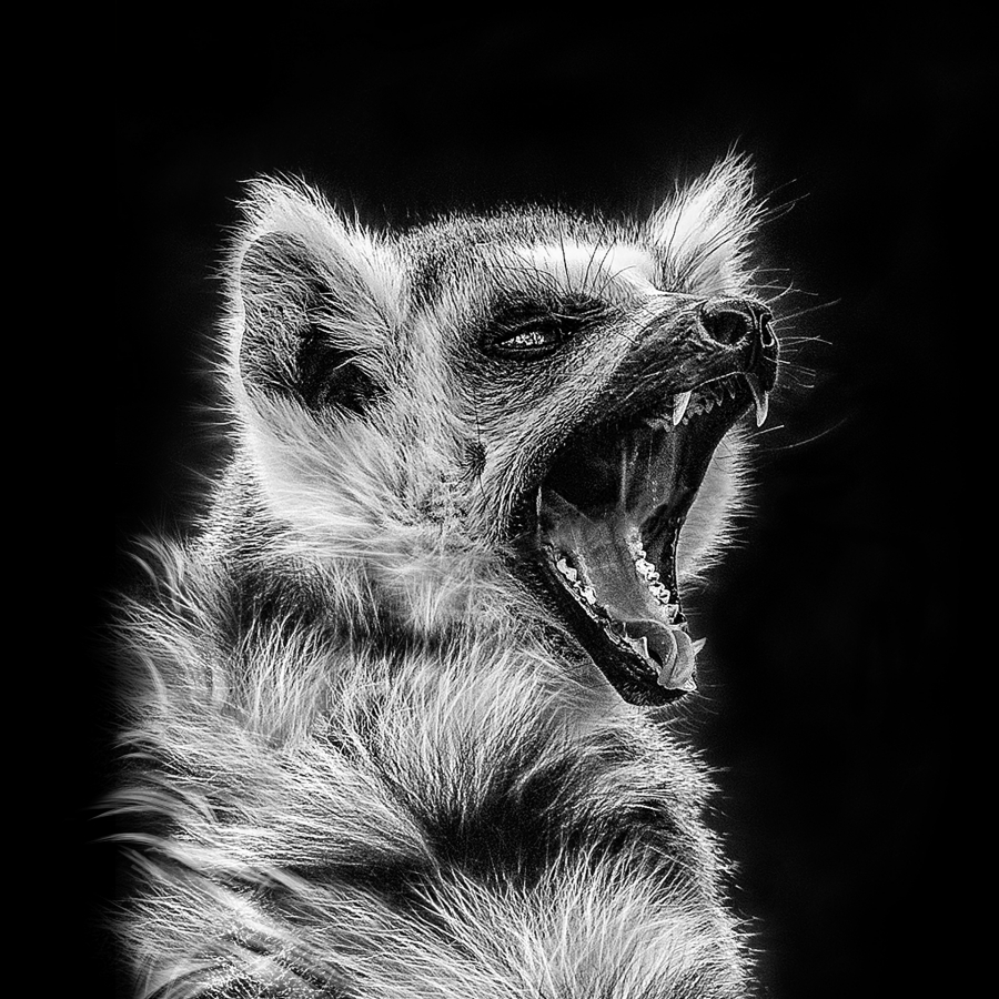 B_Lamboeuf_Bestiaire5