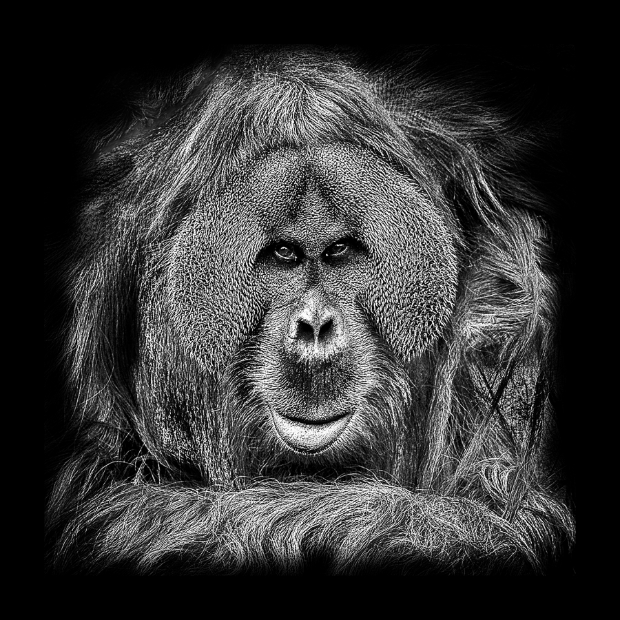 B_Lamboeuf_Bestiaire6