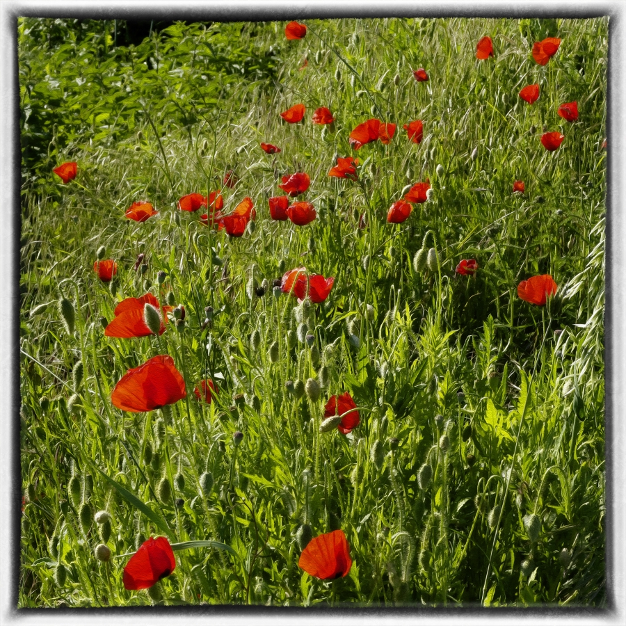 Coquelicots_1