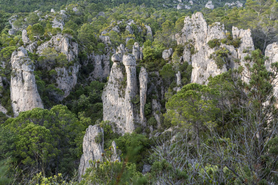 Végétal et minéral