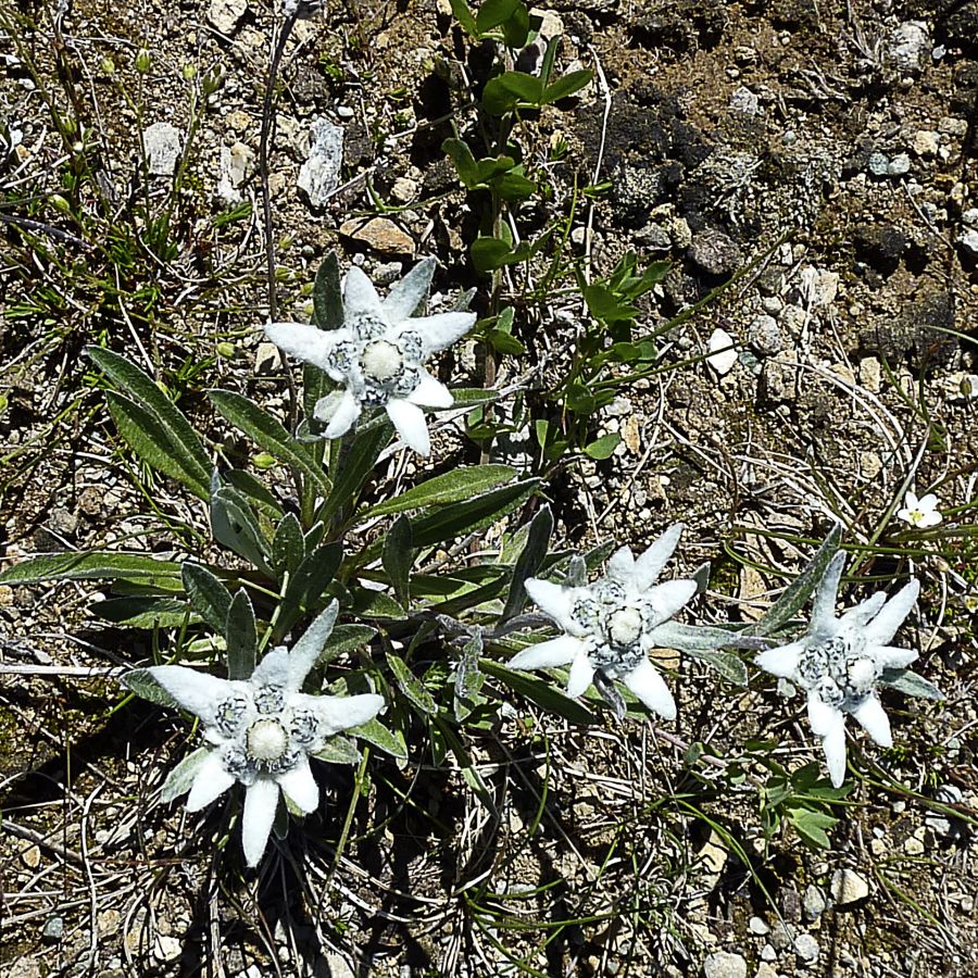 Edelweiss