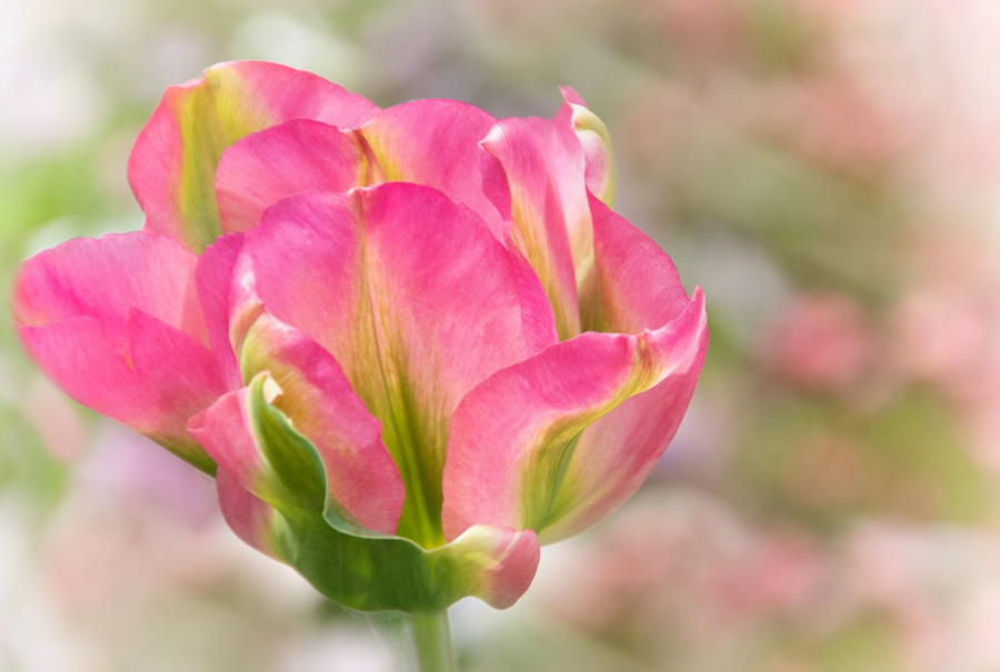 tulipe rose