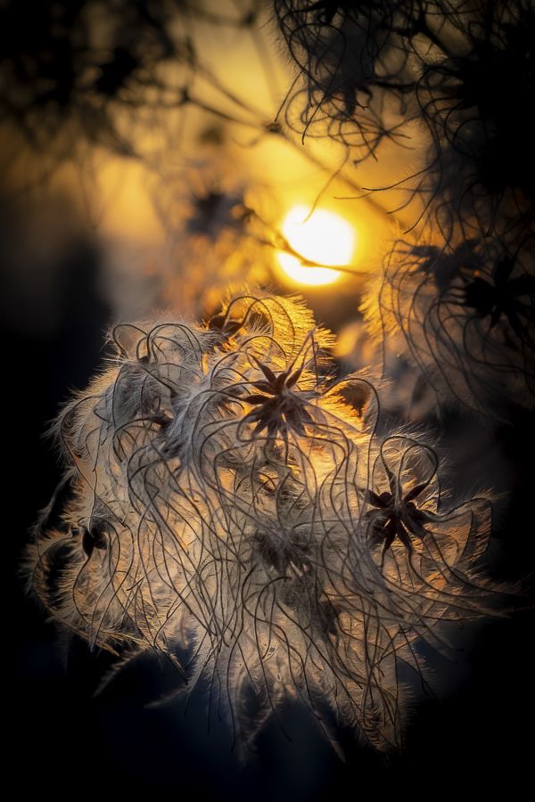 Clématite en robe de soirée