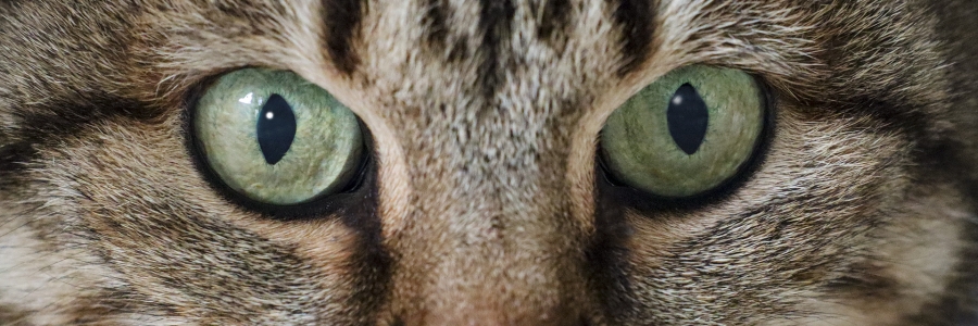 Les yeux dans les yeux_1