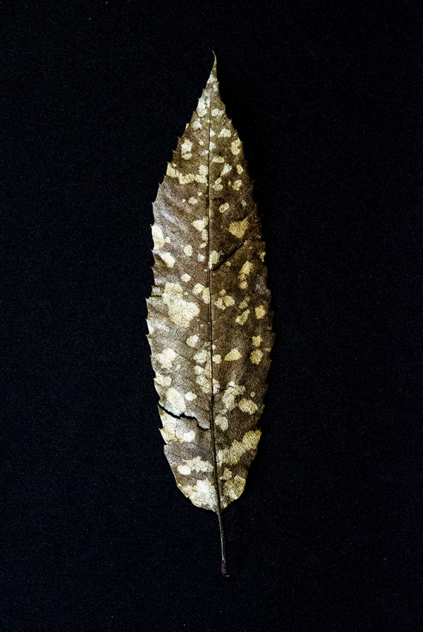 mur La feuille d'automne - Roger