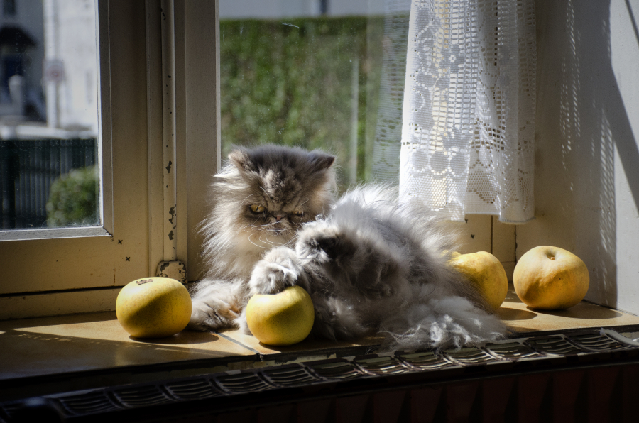 mur Mirtille et pommes