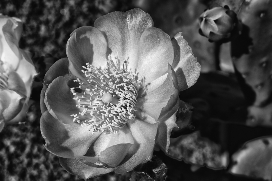 Daniel Fleur figue de Barbarie