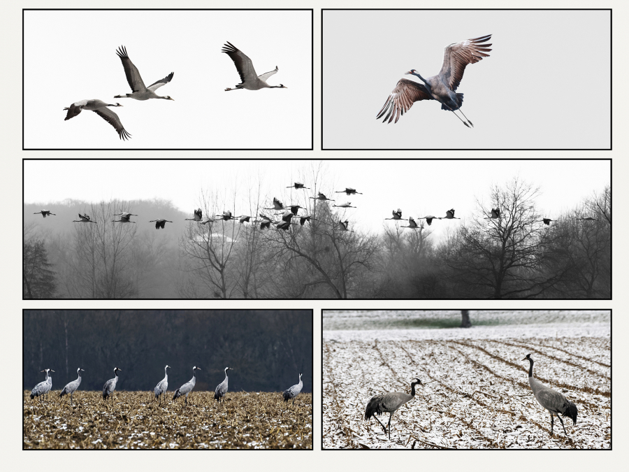 Jacques Grues cendrées