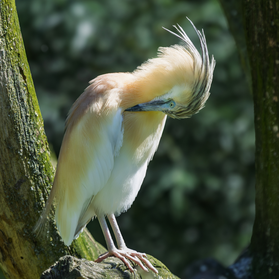 Philippe C Crabier chevelu