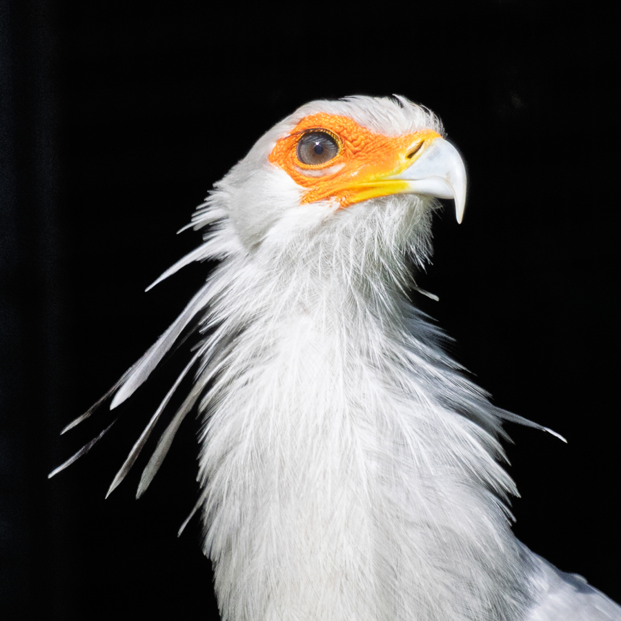 Philippe C Oiseau secrétaire