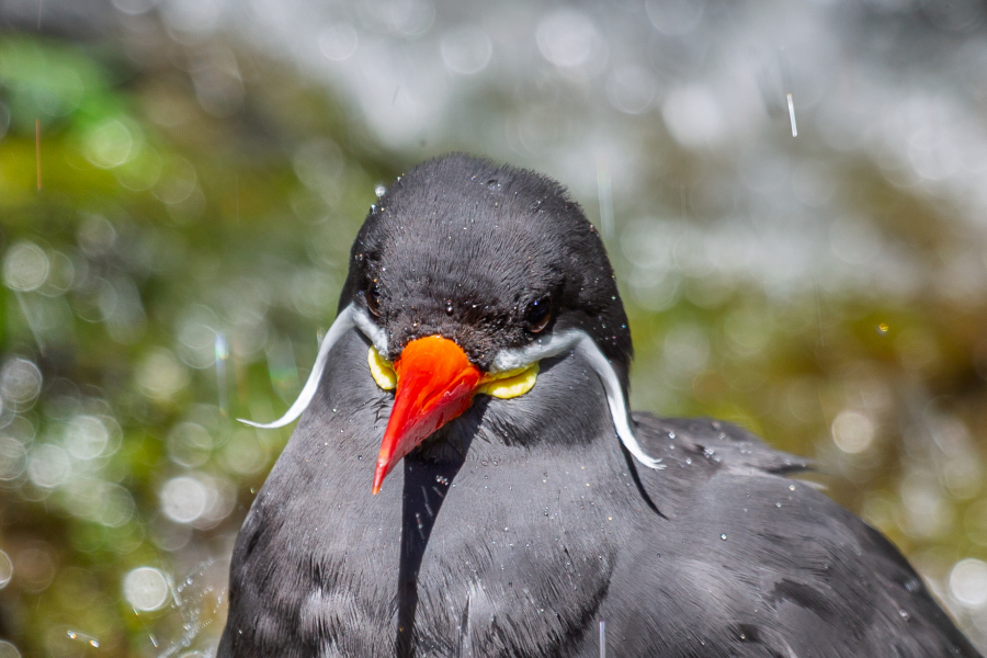 Philippe C Sterne inca