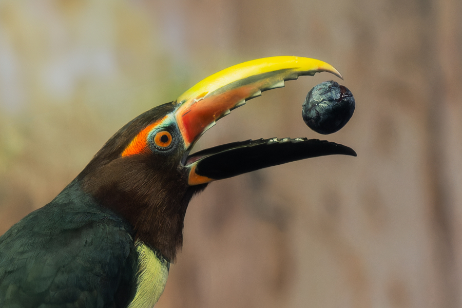 Philippe C Toucan