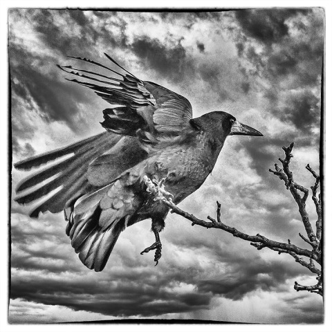 Thierry 03-Maître Corbeau