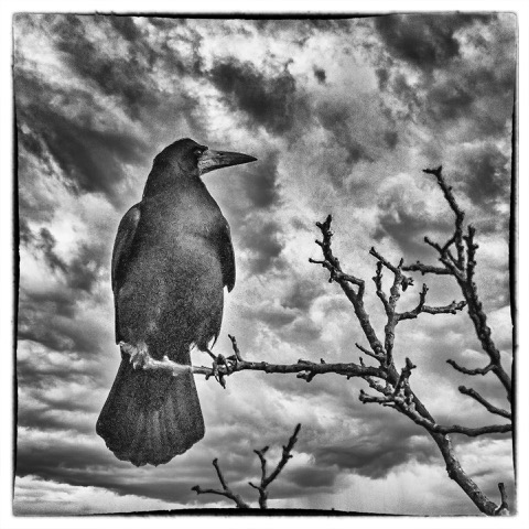 Thierry 04-Maître corbeau