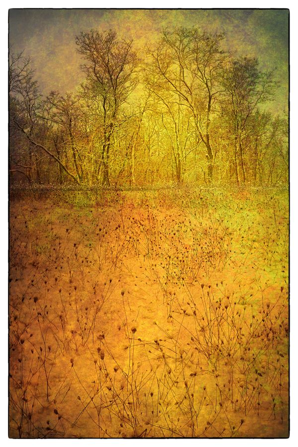 L'orée du bois GUILLET Gilles